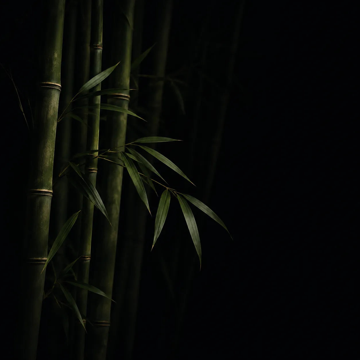 Bamboo stalks in soft light